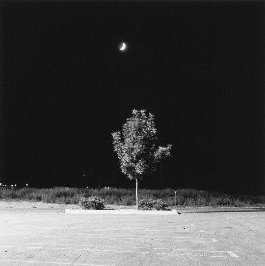 A black-and-white photograph of a lone tree and shrubs in a parking lot island in front of a grassy field under a crescent moon at night.