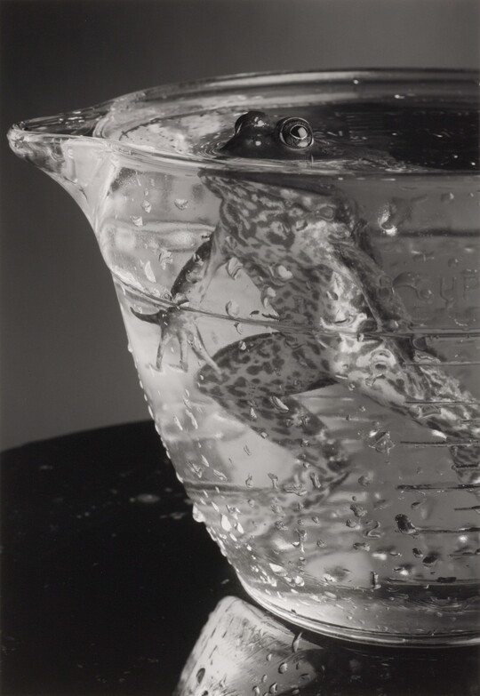 A black-and-white photograph of a frog hovering in a glass bowl filled with water, eyes just above the surface.