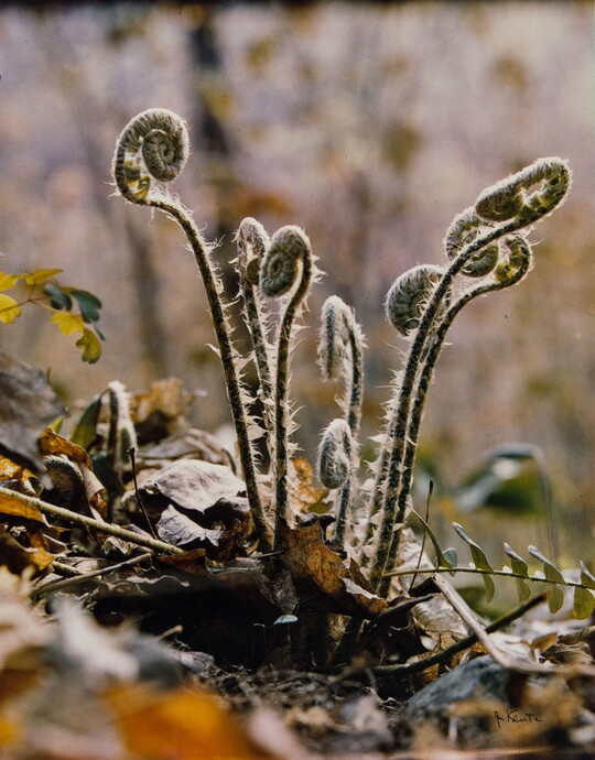 A color photograph of a close-up of fern fiddleheads growing up from leaf litter.