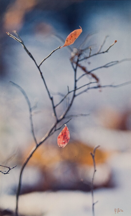A color photograph of a close-up of a twig with two red and orange leaves hanging off of it.