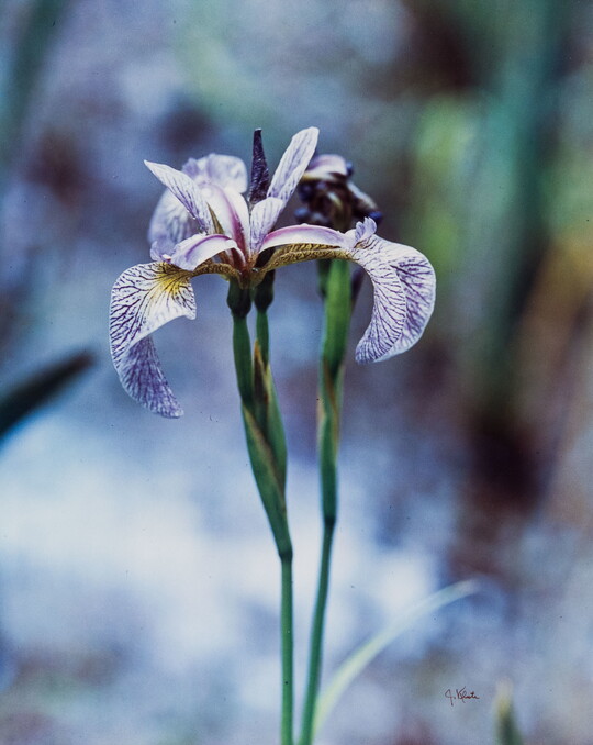 A color photograph of a close-up of a purple-and-white iris.