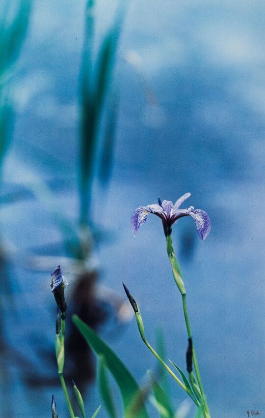 A color photograph of a close-up on a purple-and-white iris in bloom and several buds growing beside it.