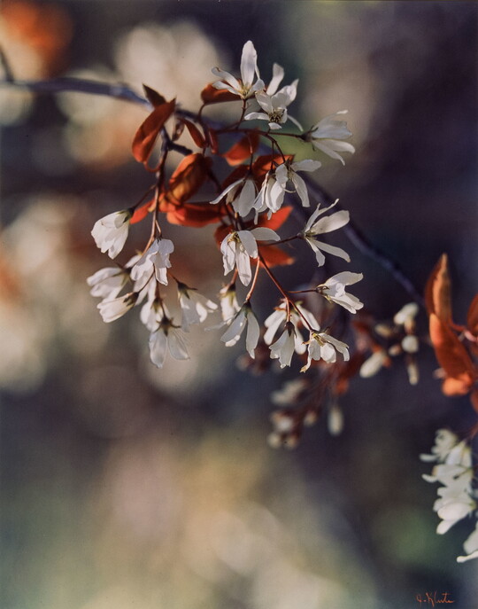 A color photograph of a close-up of a tree branch with white blossoms.