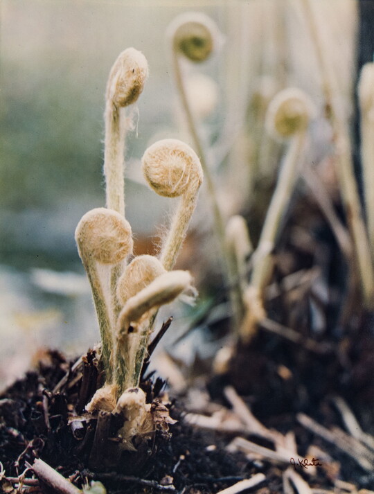 A color photograph of a close-up of fern fiddleheads unfurling from the soil.