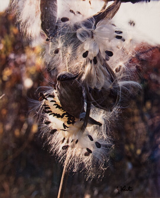 A color photograph of a close-up of milkweed seed pods that have burst open, seeds and silk emerging.