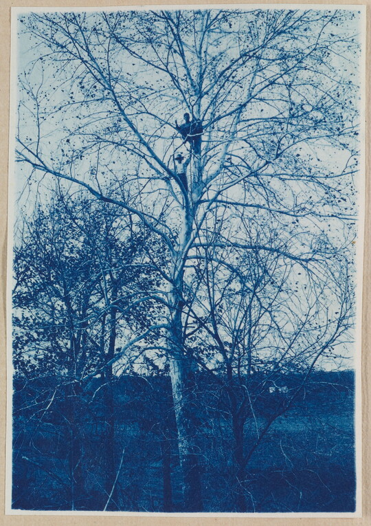A black-and-white photograph of two men standing high up in the branches of a large, leafless tree.