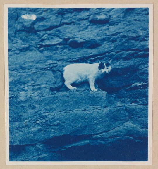 A black-and-white photograph of a white-and-black cat standing on a ledge of rocks.
