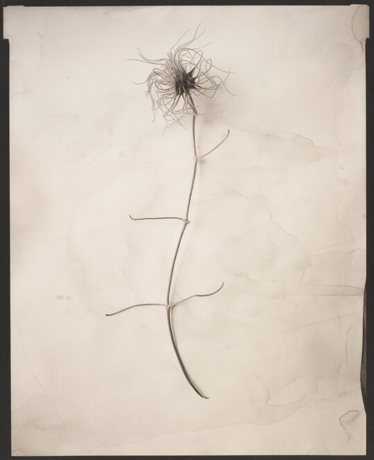 A black-and-white photograph of a dried flower blossom laid flat on a crumpled piece of white paper.