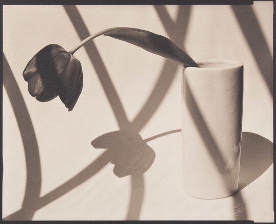 A black-and-white photograph of a flower falling over the side of a vase; shadows from windowpanes are layered over the scene.