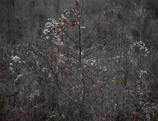 A color photograph of mostly leafless trees with a few red and green leaves and white blooms scattered throughout the branches.