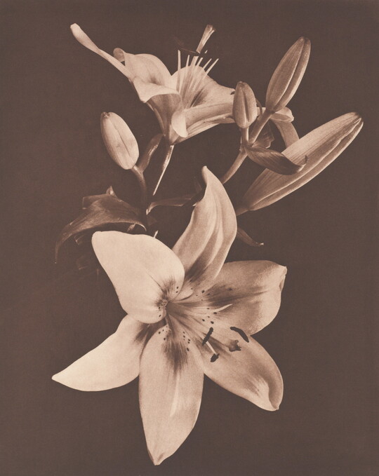 A sepia-toned photograph of a close-up of lilies with two fully bloomed flowers and four buds.