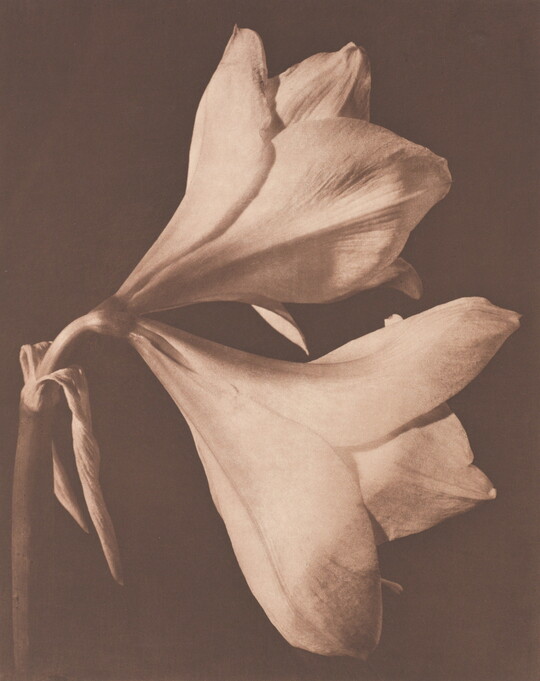 A sepia-toned photograph of the side view of two fully-bloomed, light-colored flowers.