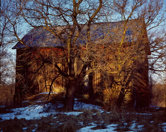 A color photograph of a large, leafless tree in front of a wood barn and snow scattered on the ground.
