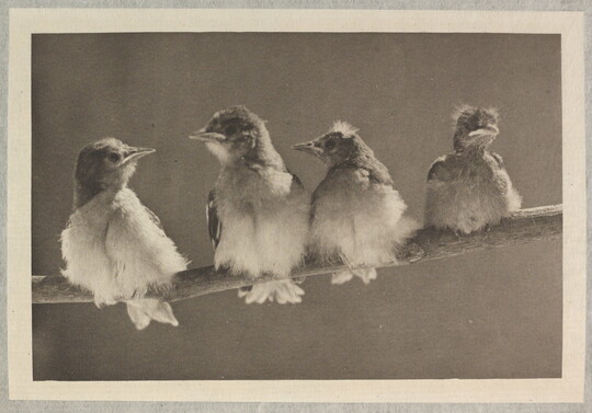 A black-and-white photograph of four baby birds covered in down sitting on a branch, one sits slightly apart from the other three.