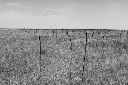 A black-and-white landscape photograph of open, grassy land under a clear sky.