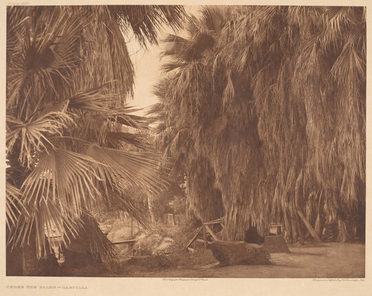 A sepia-toned photograph of rocks and wood structures under overgrown palm trees.