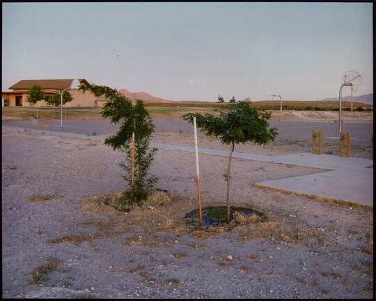 A color photograph of a beige building at the far end of several paved basketball courts with two saplings growing in the dirt and sand in the foreground.
