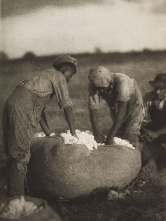 A black-and-white photograph of two young Black people loading a bag of cotton as a Black man sits nearby.