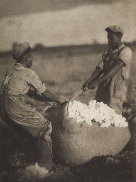 A black-and-white photograph of two young Black men standing on opposite sides of a bag of cotton, tying it closed.