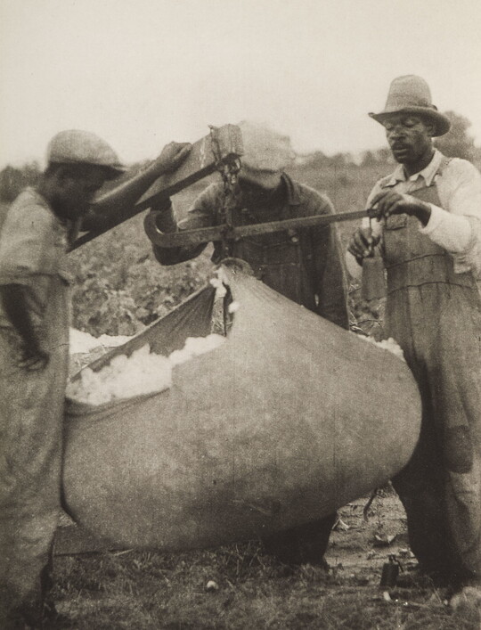 A black-and-white photograph of three Black men weighing a bag of cotton in a field.