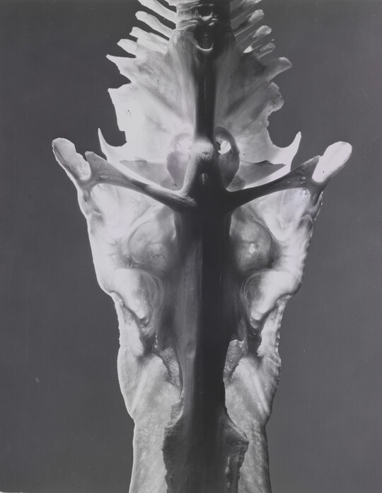 A black-and-white photograph of an abstracted detail of an animal bone in which a crucifix shape is visible.