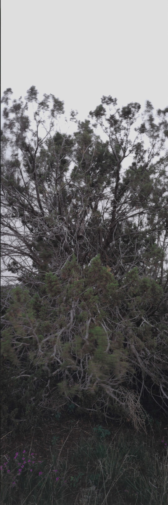 A color photograph, vertically oriented, of leafy tree branches and an owl hidden among them.