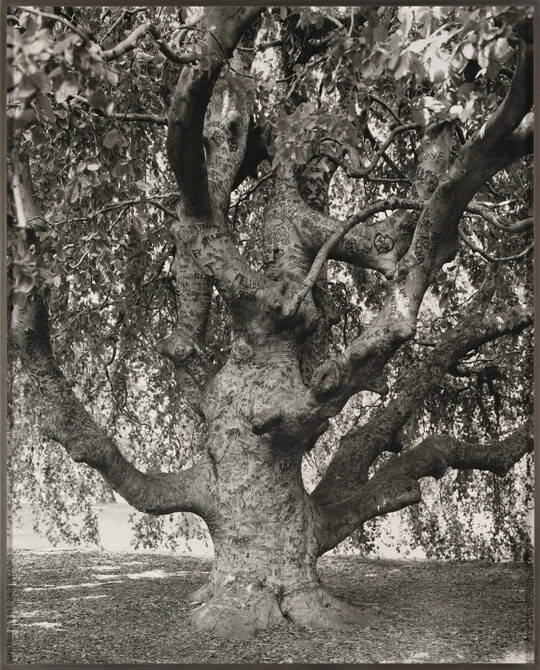 A black-and-white photograph of a large, gnarly tree.