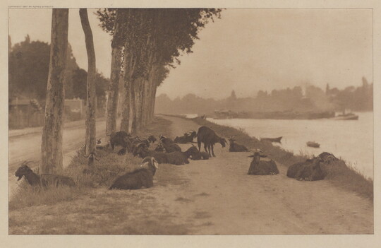 A sepia-toned photograph of a group of goats lying on a dirt path near a river.