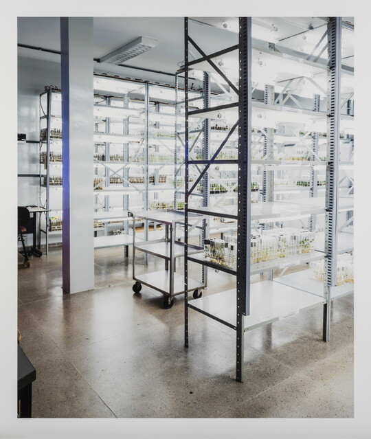 A color photograph of a storage area in a laboratory with multiple metal shelving units containing plants in artificial light.