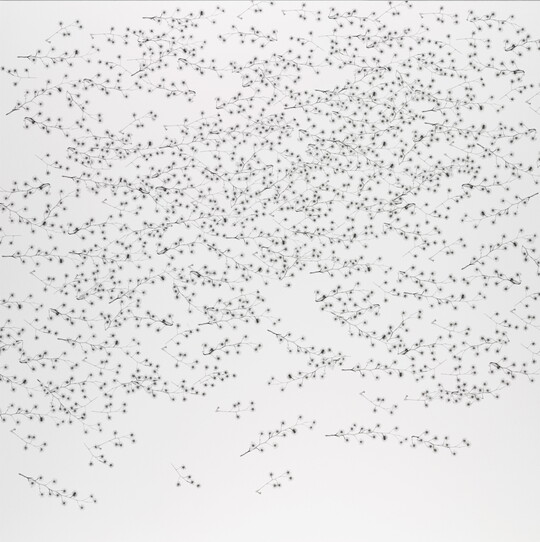 A black-and-white photograph of hundreds of small stems and tiny flowers.