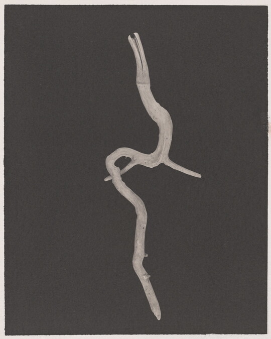 A black-and-white photograph of a curving, water-worn wooden stick on a black background.