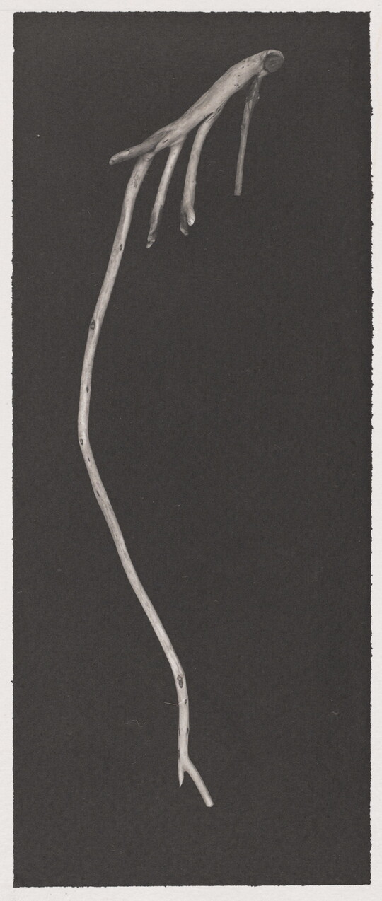 A black-and-white photograph of a smooth, water-worn wooden stick on a black background.