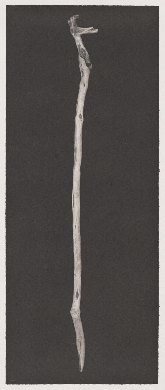 A black-and-white photograph of a mostly straight, smooth, water-worn wooden stick on a black background.
