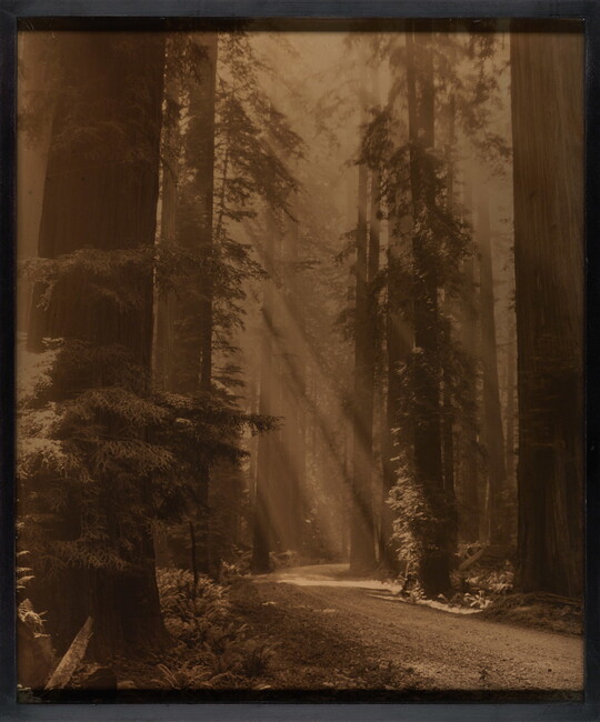 A sepia-toned photograph of sunbeams streaming through a forest of tall evergreens.