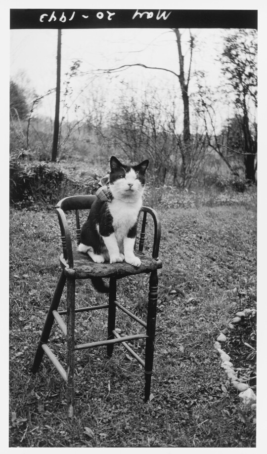 A black-and-white photograph of a black-and-white cat sitting on a bar stool outside.