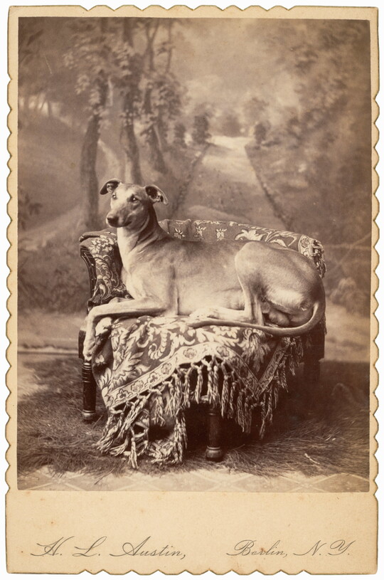 A black-and-white studio photograph of a greyhound-like dog seated on a carpet-covered chair in front of a scenic backdrop.