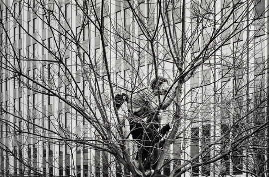 A black-and-white photograph of a White man crouched in a leafless tree looking toward an office building covered in windows.