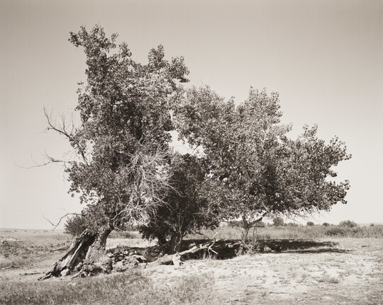 A black-and-white photograph of a group of trees, one with what looks like a damaged trunk surrounded by large branches, in an arid landscape.