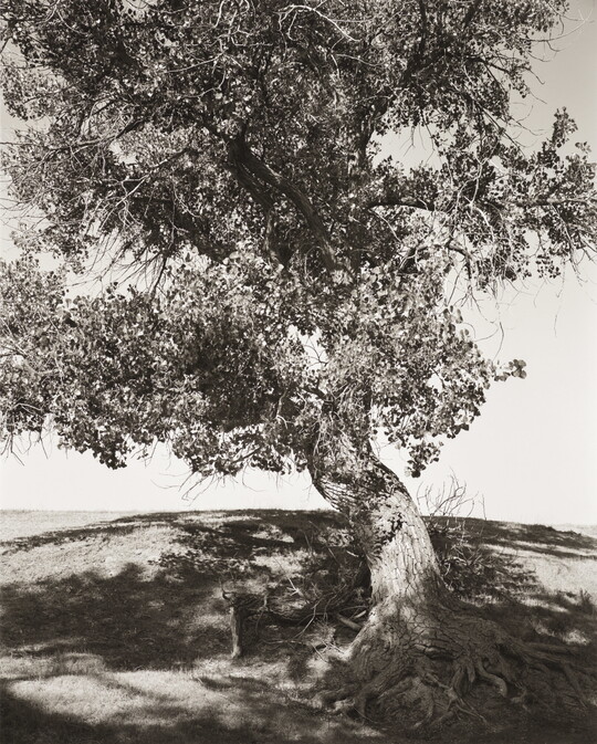 A black-and-white photograph of a tree with a thick curving trunk casting shadows on a hill.