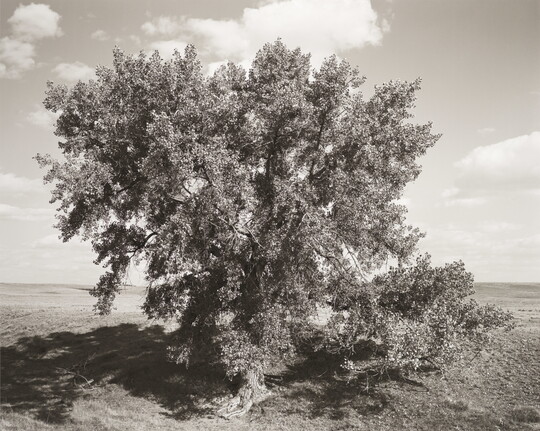 A black-and-white photograph of a large tree, taken from above, in a barren landscape.