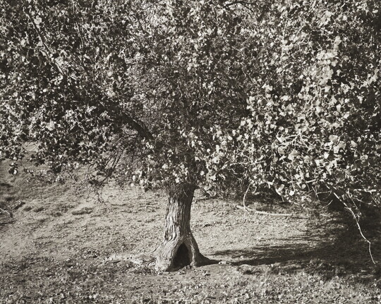 A black-and-white photograph of a tree, the canopy filling the top two-thirds of the photo, with grasslands below.