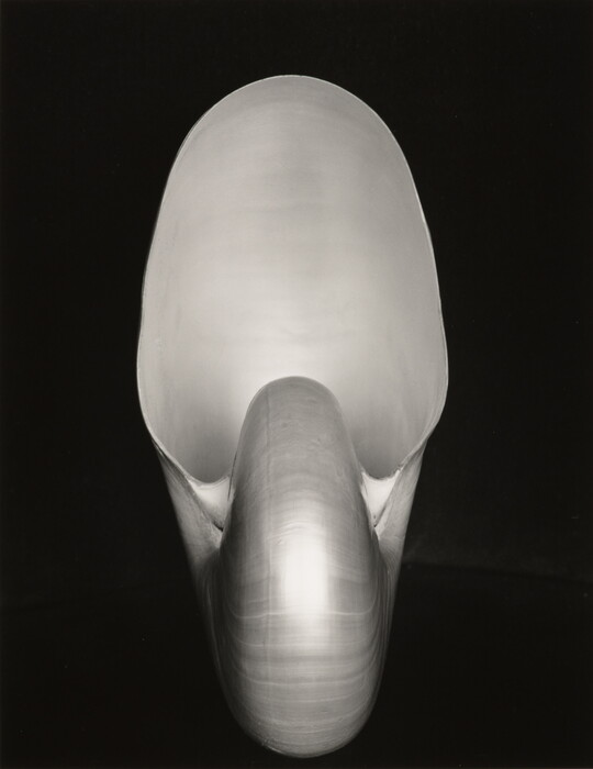 Edward Weston | Amon Carter Museum of American Art