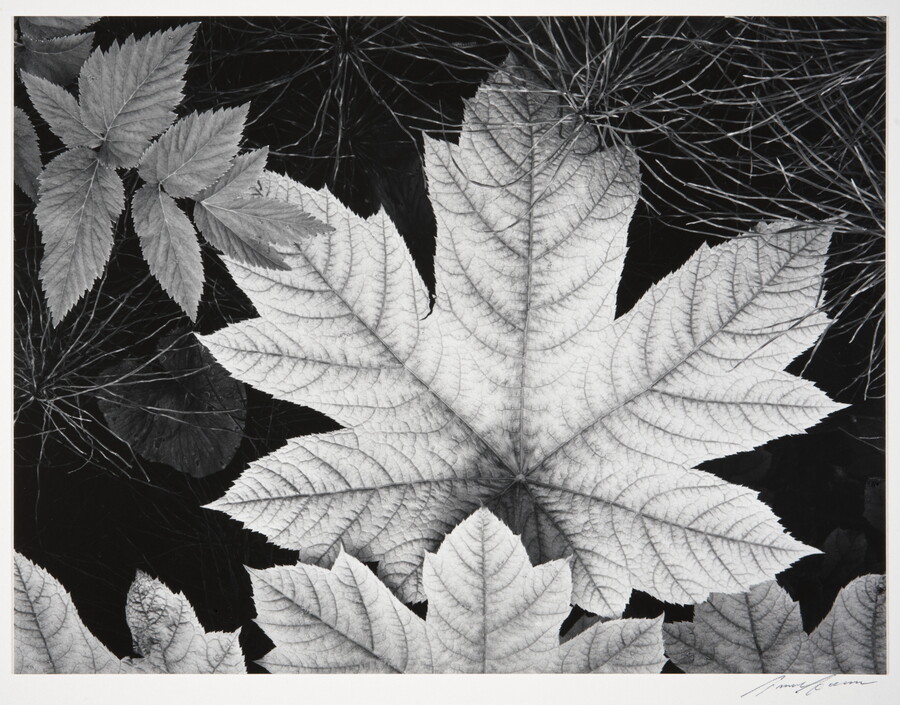 A black-and-white close-up photograph of an autumn maple leaf surrounded by other foliage.