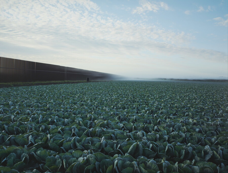 A color photograph of a vast cabbage crop next to the border fence dividing Texas and Mexico.