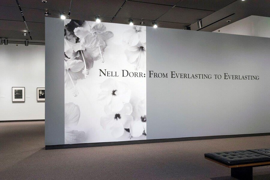 View of a gray exhibition title wall; the left third of the wall features a large reproduction of a photo of flowers.