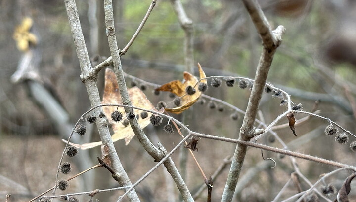Dried burrs hang on to their stems.