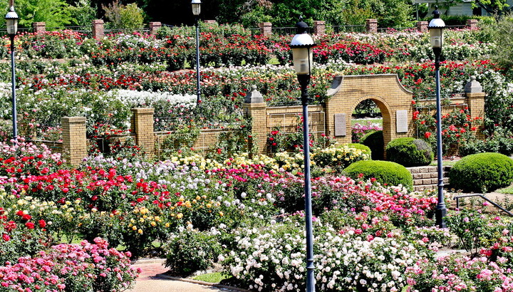 A large garden full of walking paths and red, white, and pink flowers.