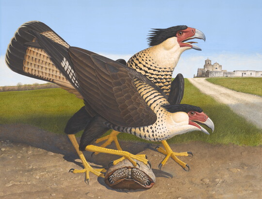 A watercolor of two large birds, one standing on a turtle shell, with hooked beaks and sharp talons.