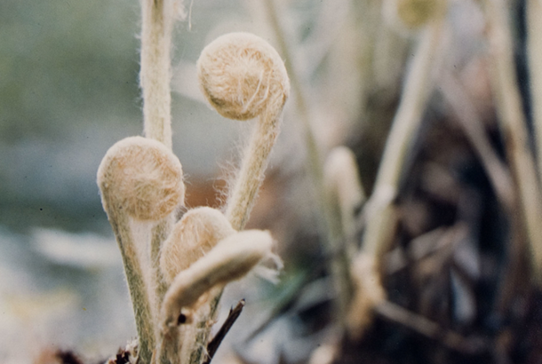 A color photograph of a close-up of fern fiddleheads unfurling from the soil.