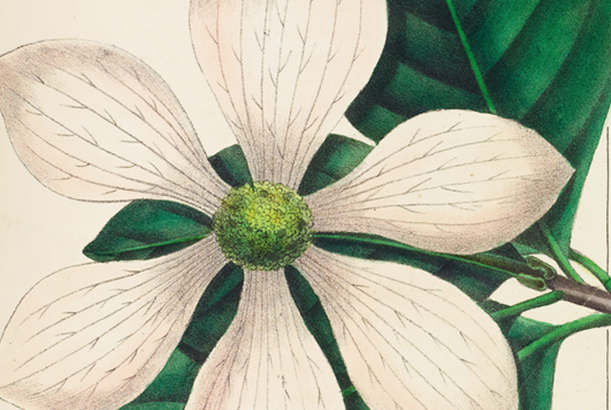 A detail of a color illustration from a book of a flower with six white petals in front of green leaves. 